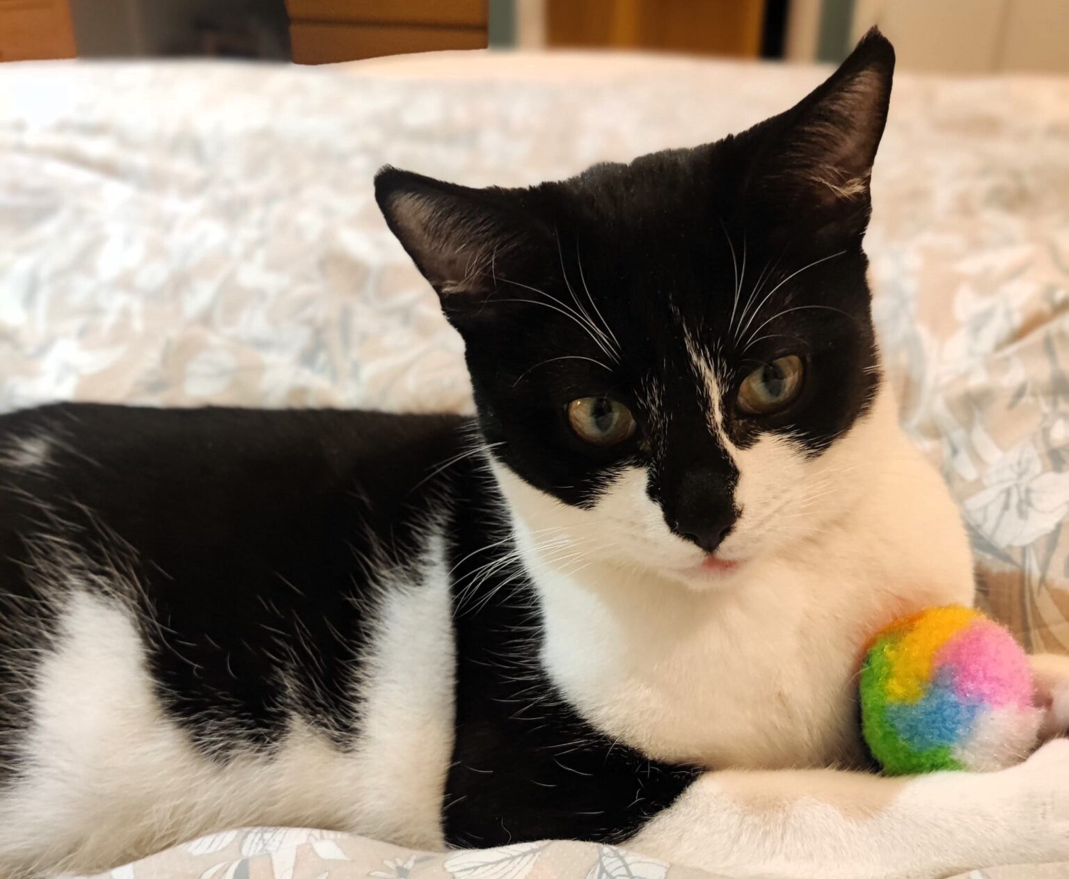 Dart, a black and white cat with a fish-based food allergy, has been waiting 450 days for a home. Despite her loving nature, she’s overlooked for younger kittens.