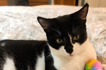 Dart, a black and white cat with a fish-based food allergy, has been waiting 450 days for a home. Despite her loving nature, she’s overlooked for younger kittens.