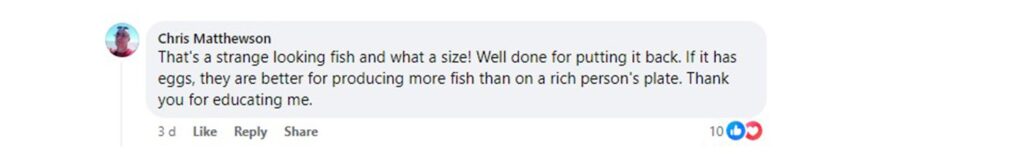 Social media comment on the post of Stunned fisherman Sean Beck catches a critically endangered European sturgeon near Dartmouth, Devon. The rare fish, owned by King Charles, was released back into the wild.