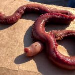 Whale watchers in California were shocked to encounter a massive American bloodworm, likened to a "Twilight Zone" creature, sparking viral horror and fascination on Instagram.