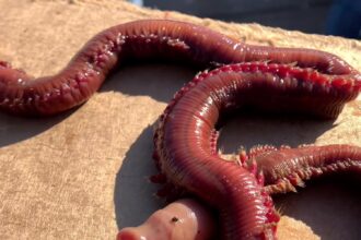 Whale watchers in California were shocked to encounter a massive American bloodworm, likened to a "Twilight Zone" creature, sparking viral horror and fascination on Instagram.