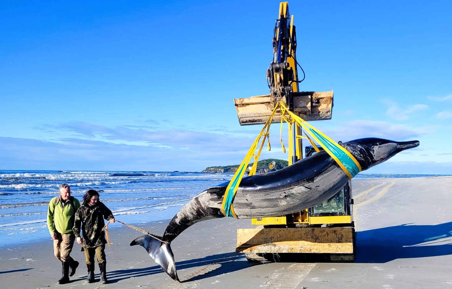 The world's rarest whale, a spade-toothed whale, was discovered on a New Zealand beach. This elusive species has only six recorded specimens globally, mostly in New Zealand.