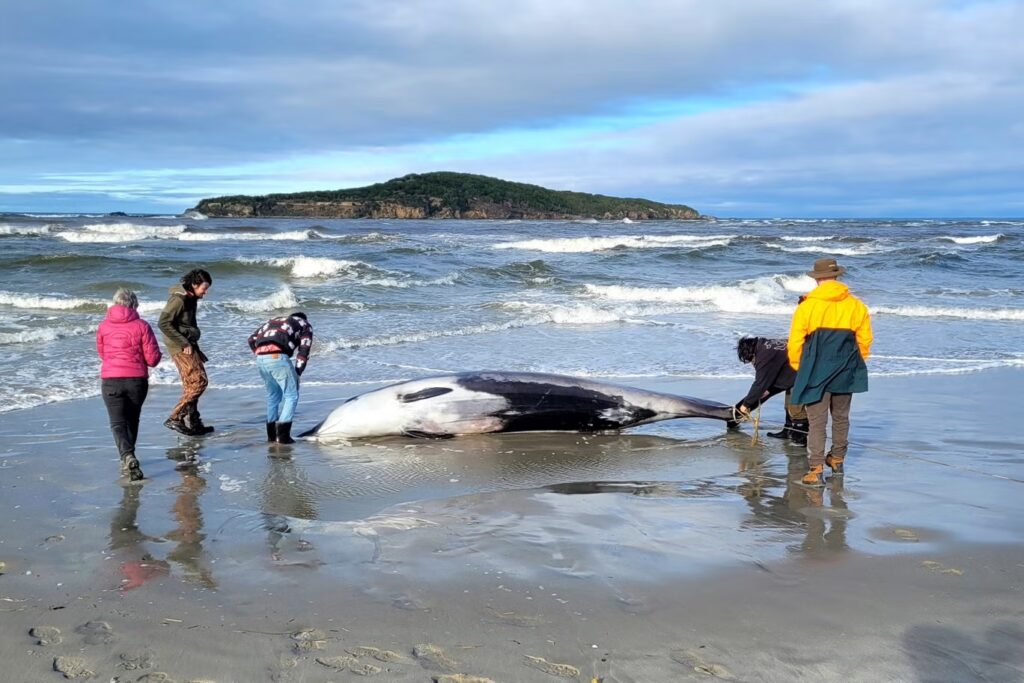 The world's rarest whale, a spade-toothed whale, was discovered on a New Zealand beach. This elusive species has only six recorded specimens globally, mostly in New Zealand.