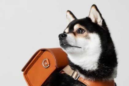 Luxury designer Tsuchiya Kaban offers dog randoseru backpacks for £294. Crafted from high-quality leather, these stylish, firm-sided bags are perfect for small dogs and currently sold out.