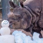 Phoenix Zoo transforms into a winter wonderland with 10 tonnes of snow and ice treats to keep animals cool in 109°F heat. Special frozen treats delight rhinos, elephants, tigers, and more.