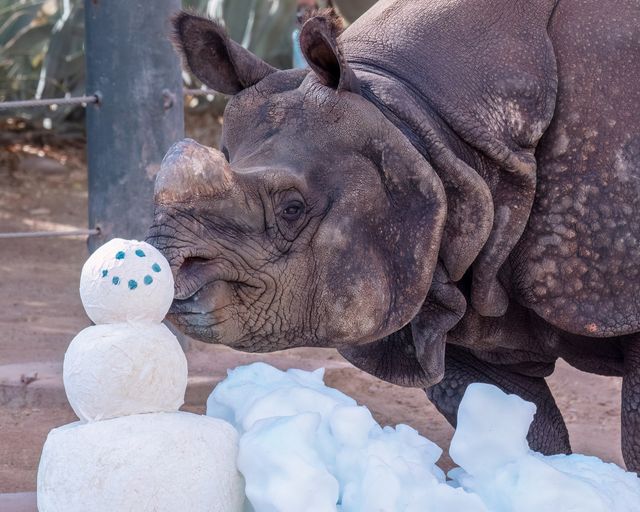 Phoenix Zoo transforms into a winter wonderland with 10 tonnes of snow and ice treats to keep animals cool in 109°F heat. Special frozen treats delight rhinos, elephants, tigers, and more.