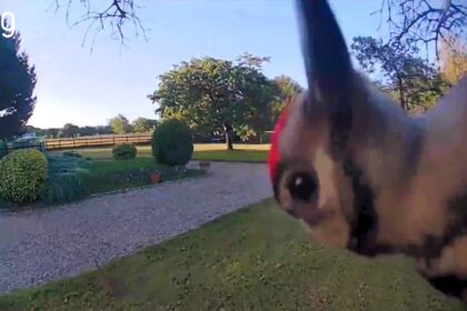 Cheeky woodpecker caught pecking family's Ring doorbell in Boxley, Kent. Joanne and Paul Jones humorously named it Woody after the cartoon character. Watch the funny clip!