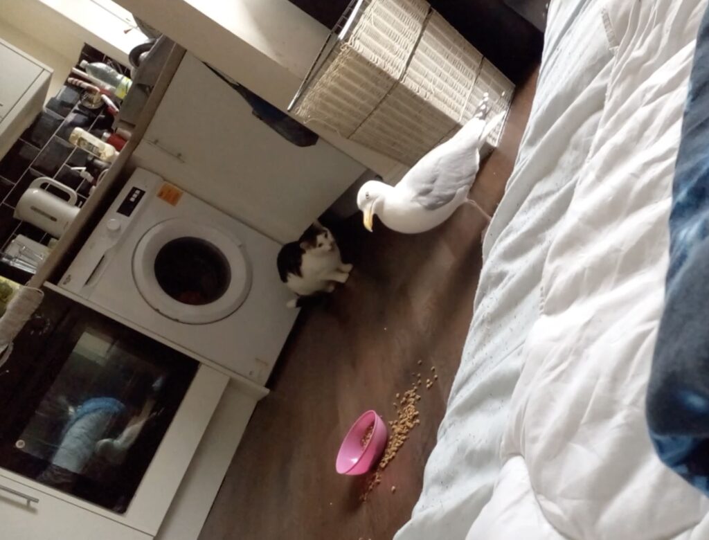 Cheeky seagull Sammy steals the spotlight—and cat biscuits—at a Lancashire home, where he’s a beloved guest enjoying doughnuts, chippy teas, and even bedtime snuggles.