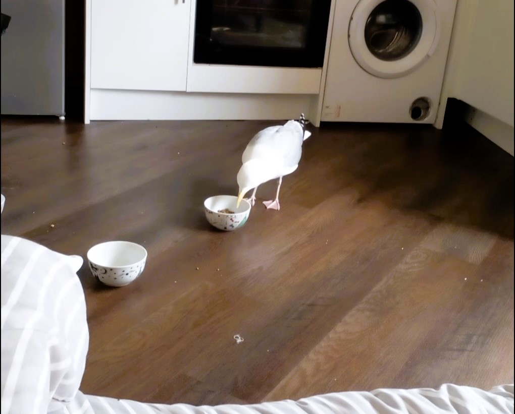 Cheeky seagull Sammy steals the spotlight—and cat biscuits—at a Lancashire home, where he’s a beloved guest enjoying doughnuts, chippy teas, and even bedtime snuggles.