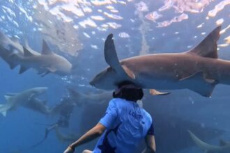 An influencer accidentally headbutted a shark while diving in the Maldives. She shared the viral clip with her 12.7M TikTok followers, expressing heartfelt apologies.