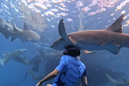 An influencer accidentally headbutted a shark while diving in the Maldives. She shared the viral clip with her 12.7M TikTok followers, expressing heartfelt apologies.