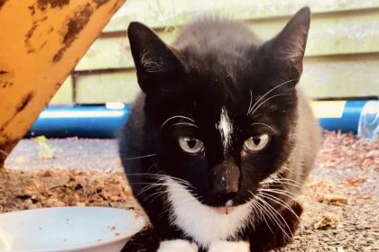 Staff at Kenwyn Care Home in Cornwall reunite missing cat with owners after months. Nine-year-old Diamond found 11 miles from home, bringing joy to all involved.