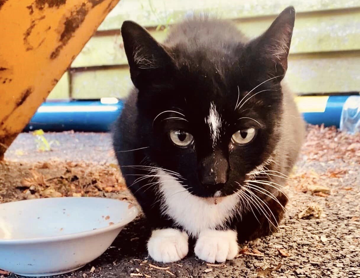 Staff at Kenwyn Care Home in Cornwall reunite missing cat with owners after months. Nine-year-old Diamond found 11 miles from home, bringing joy to all involved.