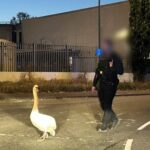 Police in Wiltshire channel Hot Fuzz as they rush to capture a lost swan wandering on a motorway, sparking hilarious online reactions with nods to the iconic film scene.