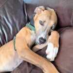 Couch potato lurcher Alvin is back in RSPCA kennels after 800 days. Adopted but returned, Alvin needs a loving home. He's a gentle, affectionate dog who loves lounging on the sofa.