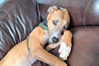 Couch potato lurcher Alvin is back in RSPCA kennels after 800 days. Adopted but returned, Alvin needs a loving home. He's a gentle, affectionate dog who loves lounging on the sofa.