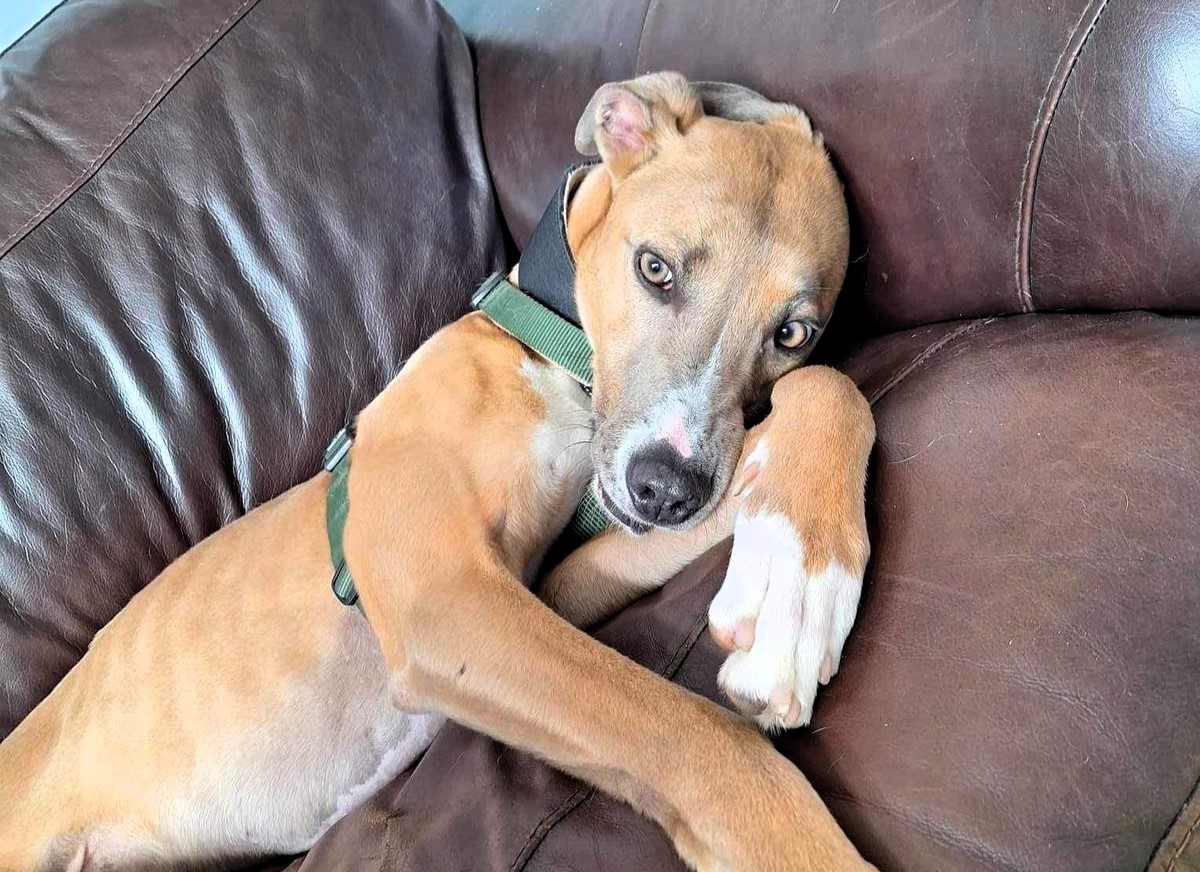 Couch potato lurcher Alvin is back in RSPCA kennels after 800 days. Adopted but returned, Alvin needs a loving home. He's a gentle, affectionate dog who loves lounging on the sofa.