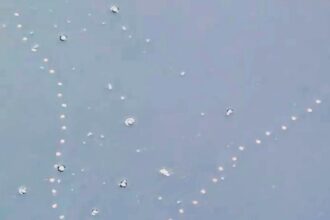 Viral clip captures a mesmerizing chain of jelly salps swimming in perfect formation off Cornwall's coast. These jelly-like creatures amazed viewers with their coordinated dance.