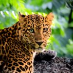 A rare leopard with heterochromia, featuring one bluish-green eye and one dark brown, was captured on camera for the first time in India’s Bandipur National Park.