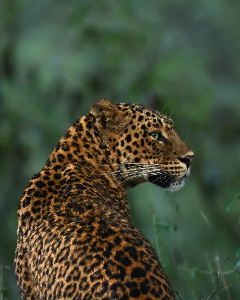 A rare leopard with heterochromia, featuring one bluish-green eye and one dark brown, was captured on camera for the first time in India’s Bandipur National Park.