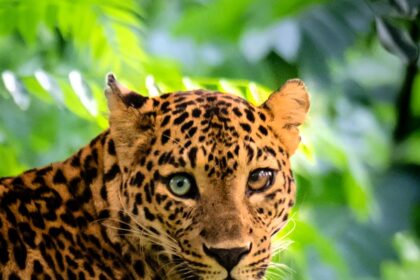 A rare leopard with heterochromia, featuring one bluish-green eye and one dark brown, was captured on camera for the first time in India’s Bandipur National Park.