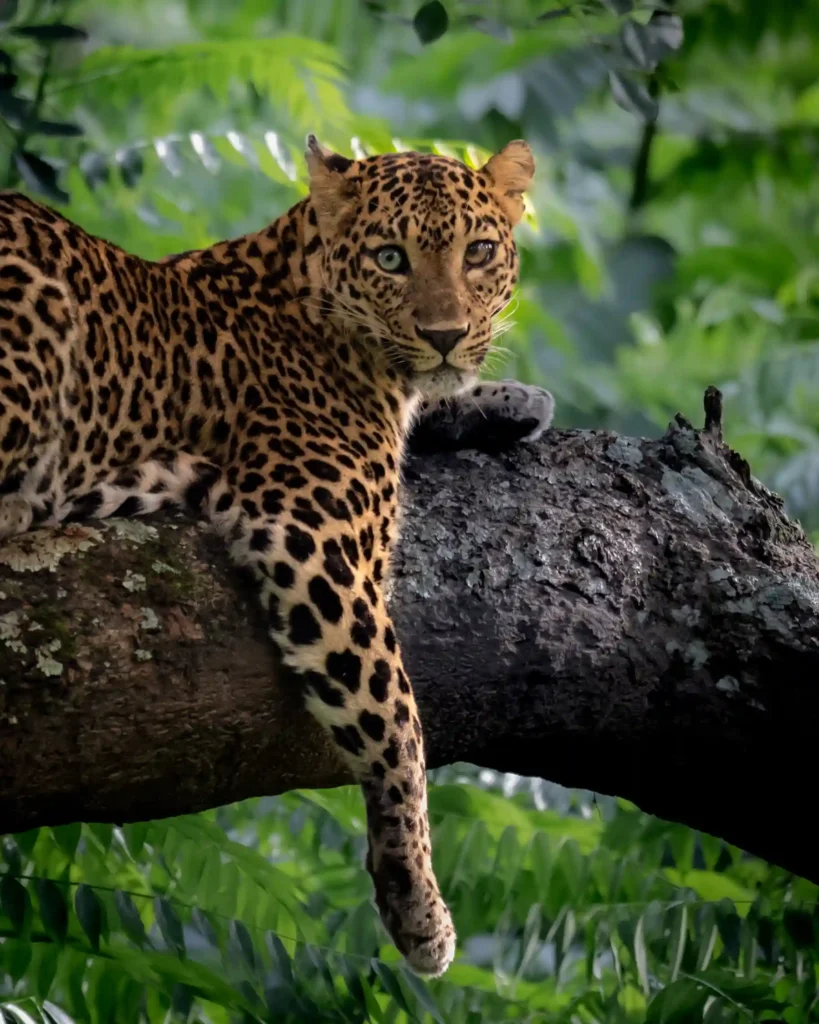 A rare leopard with heterochromia, featuring one bluish-green eye and one dark brown, was captured on camera for the first time in India’s Bandipur National Park.