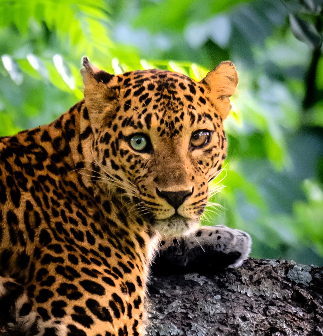 A rare leopard with heterochromia, featuring one bluish-green eye and one dark brown, was captured on camera for the first time in India’s Bandipur National Park.