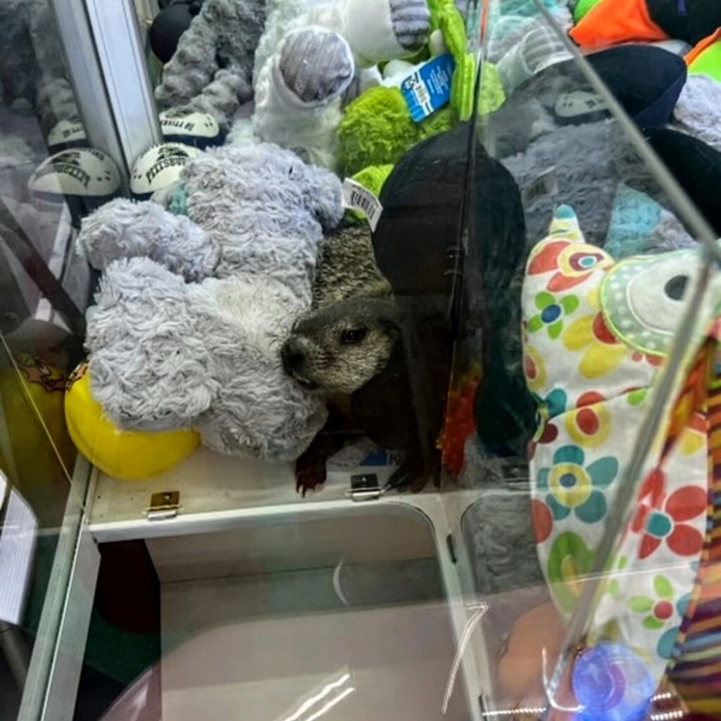 Mini golf staff were shocked to find a groundhog in a claw machine. After a rescue, the story went viral, with social media users charmed by the unexpected "prize."