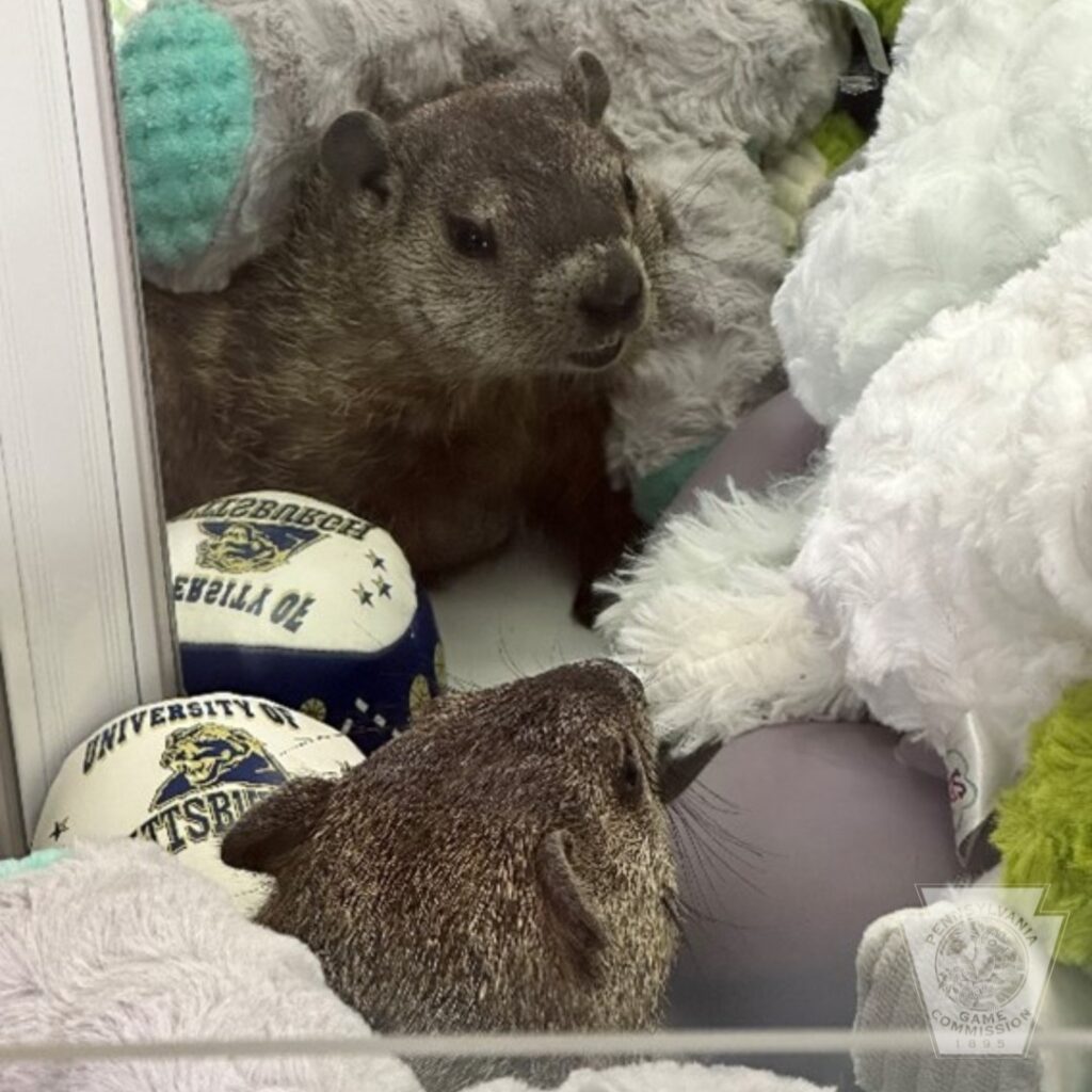 Mini golf staff were shocked to find a groundhog in a claw machine. After a rescue, the story went viral, with social media users charmed by the unexpected "prize."