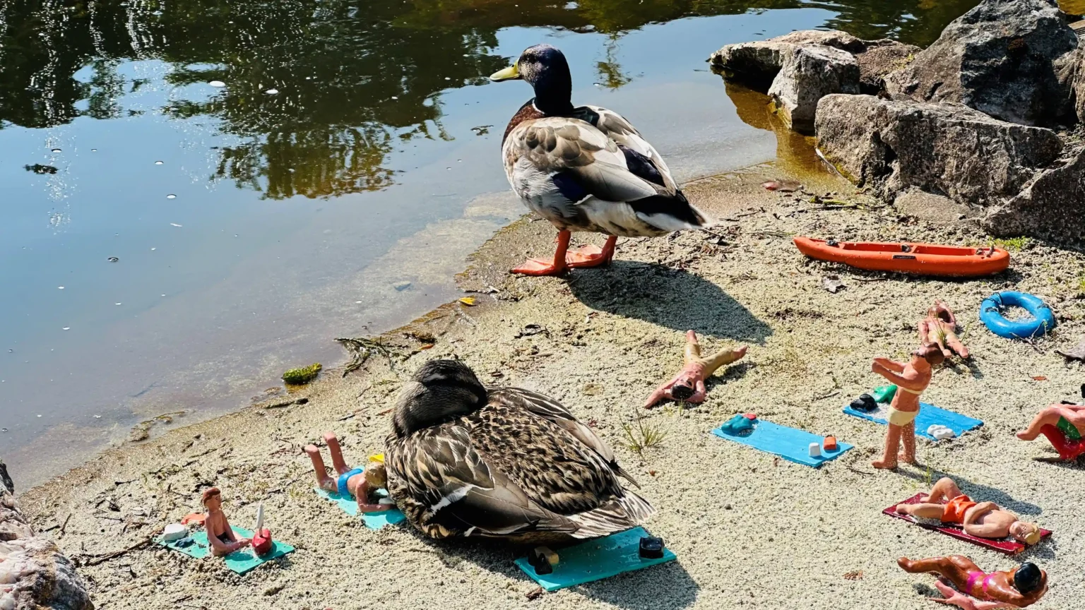 Giant ducks "invaded" Babbacombe Model Village in Torquay, delighting visitors as they waddled through the tiny seaside scene in a hilarious, quackers spectacle.