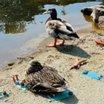 Giant ducks "invaded" Babbacombe Model Village in Torquay, delighting visitors as they waddled through the tiny seaside scene in a hilarious, quackers spectacle.