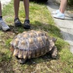 A runaway tortoise named Rosie was found half a mile from home after escaping. Rescued by Samantha Dickson and her kids, Rosie’s adventure delighted the local community.