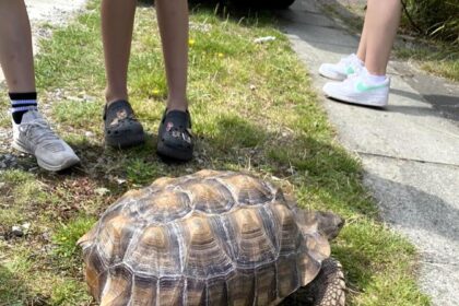 A runaway tortoise named Rosie was found half a mile from home after escaping. Rescued by Samantha Dickson and her kids, Rosie’s adventure delighted the local community.