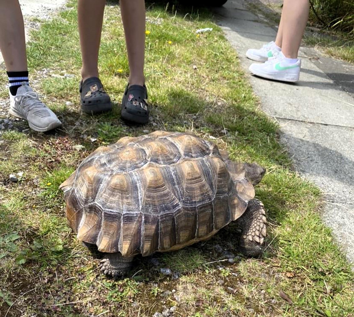 A runaway tortoise named Rosie was found half a mile from home after escaping. Rescued by Samantha Dickson and her kids, Rosie’s adventure delighted the local community.