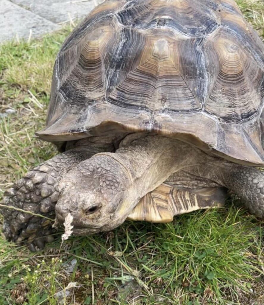 A runaway tortoise named Rosie was found half a mile from home after escaping. Rescued by Samantha Dickson and her kids, Rosie’s adventure delighted the local community.