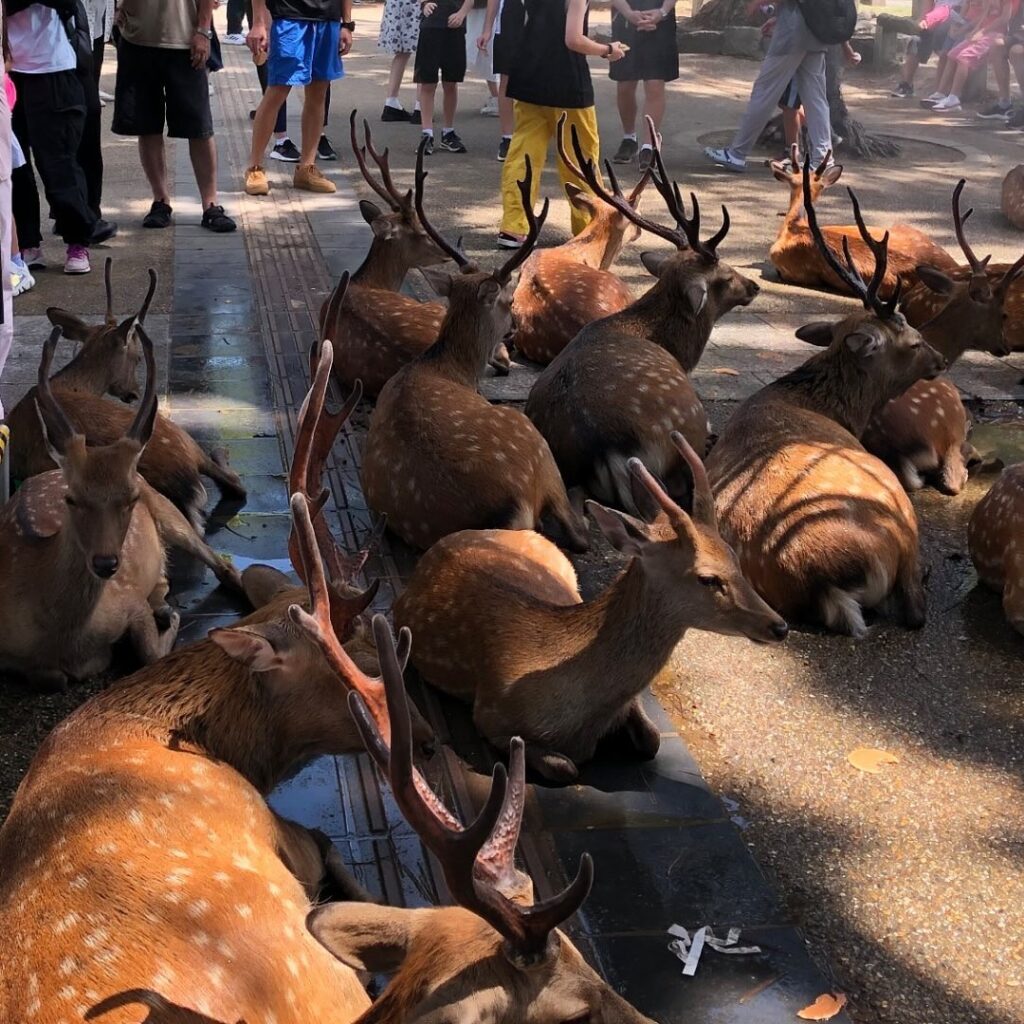 Deer take over cooling stations at Japan's Nara Park, leaving tourists out in the heat as temperatures soar to 40°C. Mist stations will remain until 16 September.