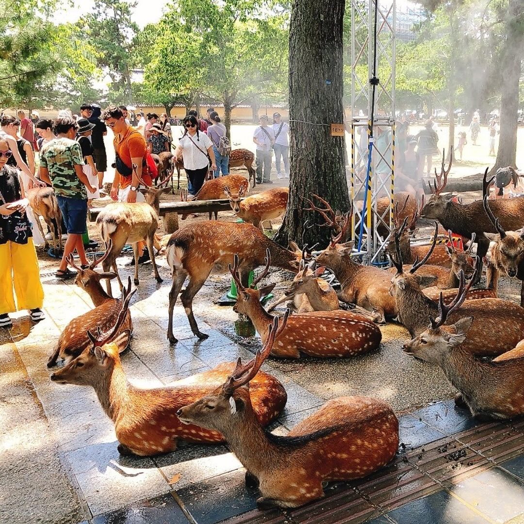 Deer take over cooling stations at Japan's Nara Park, leaving tourists out in the heat as temperatures soar to 40°C. Mist stations will remain until 16 September.