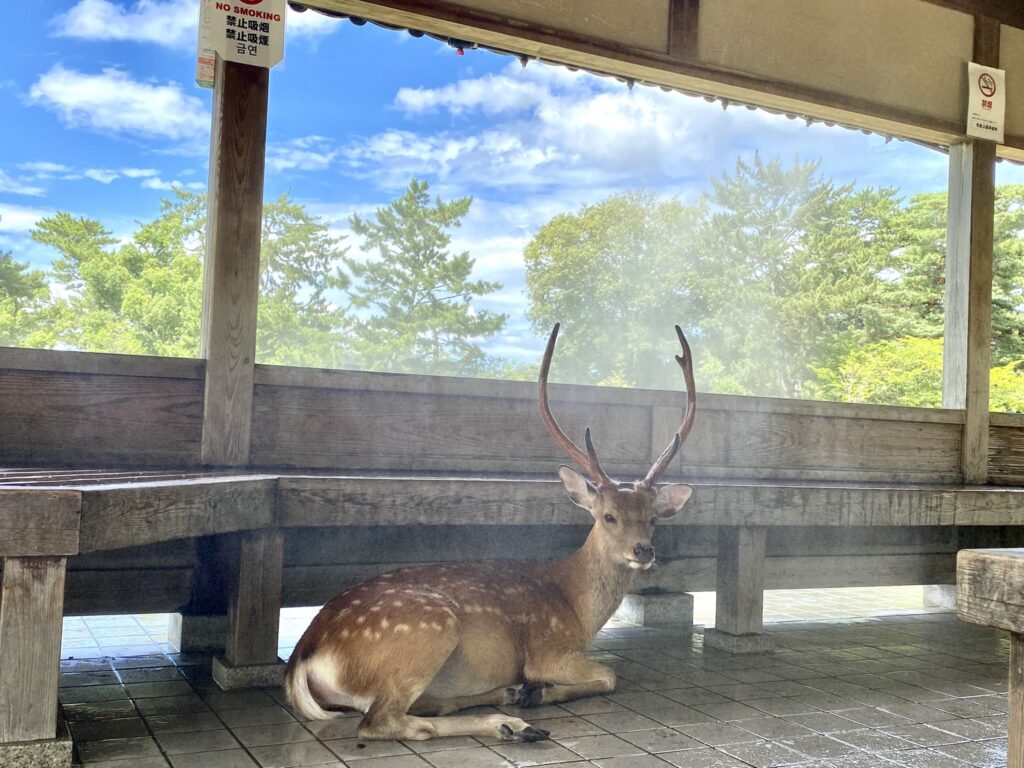 Deer take over cooling stations at Japan's Nara Park, leaving tourists out in the heat as temperatures soar to 40°C. Mist stations will remain until 16 September.