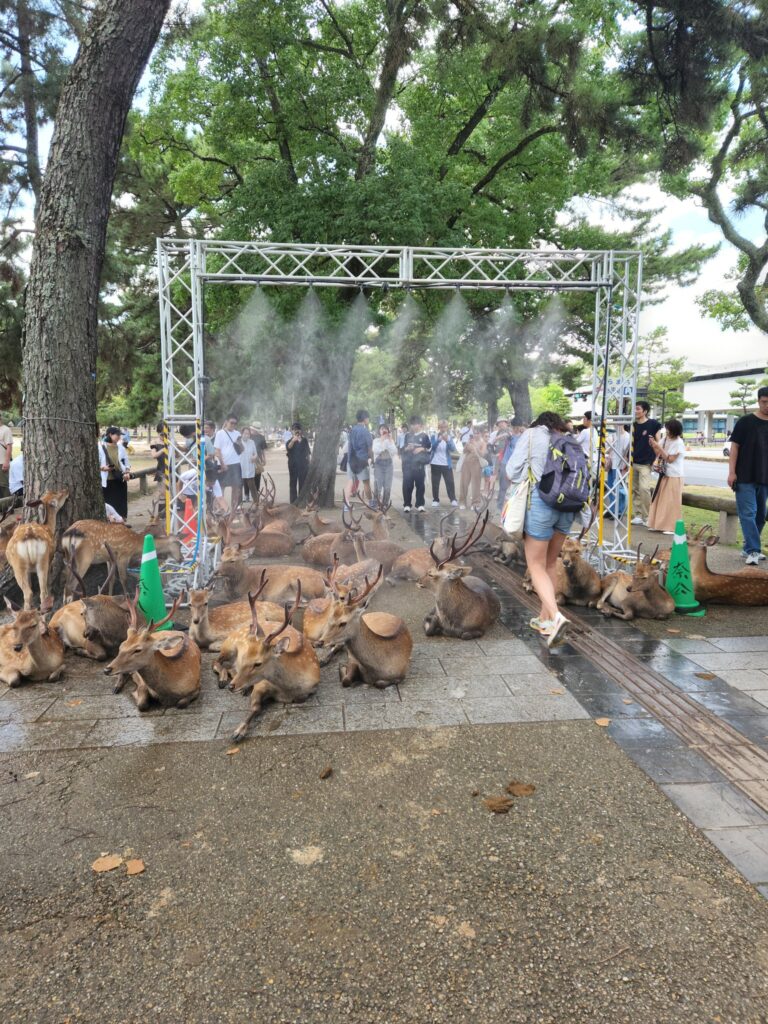 Deer take over cooling stations at Japan's Nara Park, leaving tourists out in the heat as temperatures soar to 40°C. Mist stations will remain until 16 September.