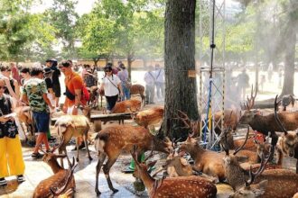 Deer take over cooling stations at Japan's Nara Park, leaving tourists out in the heat as temperatures soar to 40°C. Mist stations will remain until 16 September.