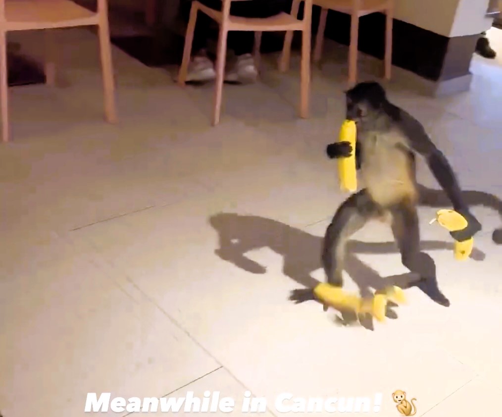 A viral video captures wild spider monkeys raiding an all-inclusive buffet in Mexico, stealing bananas and amusing holiday-goers with their daring escape.