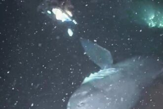 Diver Bee Smith encounters a rare megamouth shark off Taiwan's coast, sharing the breathtaking moment on TikTok. Video goes viral with over 10,600 views and 1,600 likes.