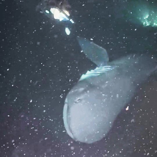 Diver Bee Smith encounters a rare megamouth shark off Taiwan's coast, sharing the breathtaking moment on TikTok. Video goes viral with over 10,600 views and 1,600 likes.