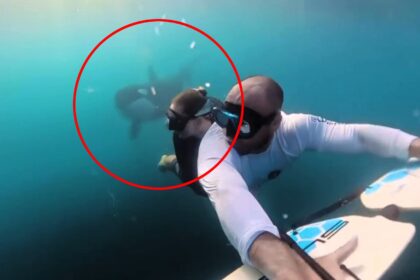 Incredible footage captures an orca joining a couple underwater while subwinging in Mexico. The video, shared by Allie Vautin, has garnered millions of views online.