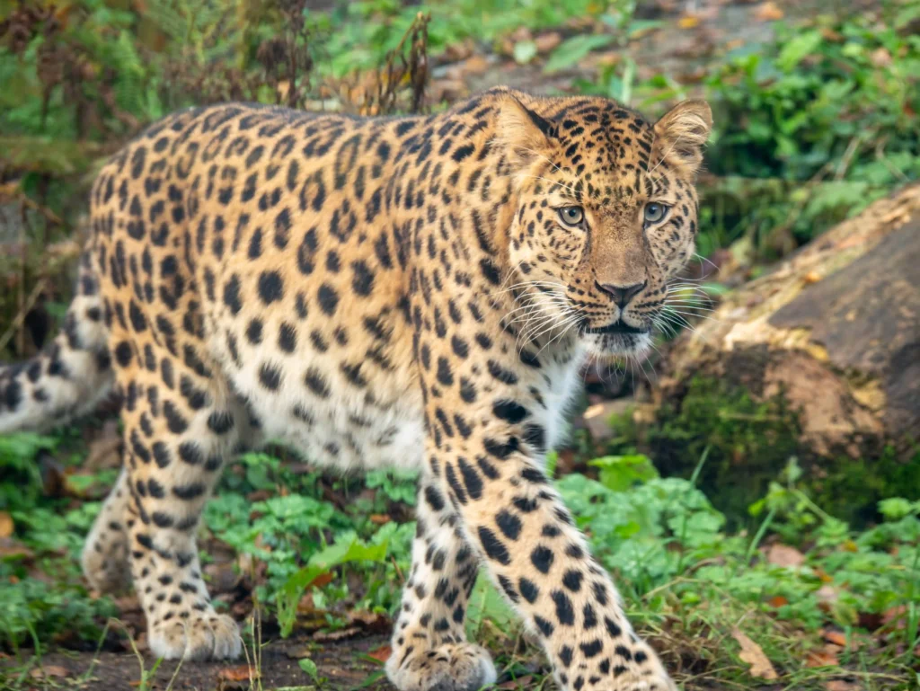 Amur leopards Freddo and Lena find love at Dartmoor Zoo via an animal 'dating site,' sparking hope for one of the world's rarest cat species. Conservation at its finest.