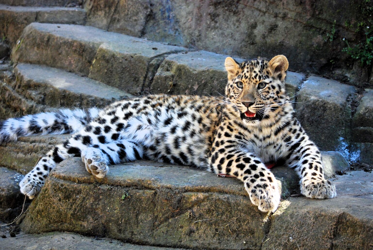 Amur leopards Freddo and Lena find love at Dartmoor Zoo via an animal 'dating site,' sparking hope for one of the world's rarest cat species. Conservation at its finest.