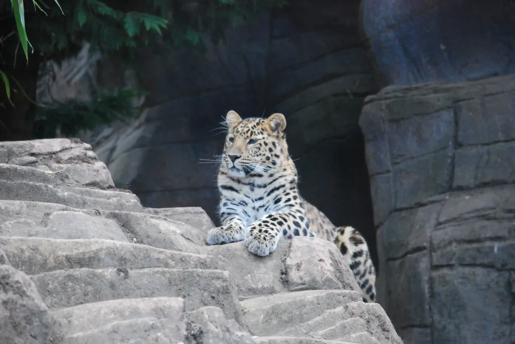 Amur leopards Freddo and Lena find love at Dartmoor Zoo via an animal 'dating site,' sparking hope for one of the world's rarest cat species. Conservation at its finest.