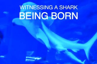 Visitors at Dubai Aquarium witness a rare "magical moment" as a baby shark is born. The heartwarming video captures its first swim, delighting onlookers and online viewers.