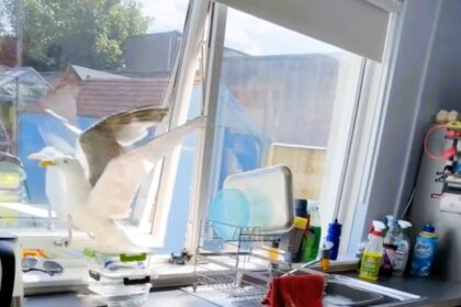 A seagull wreaks havoc in a kitchen after sneaking through a window, causing chaos despite a dog's efforts. The hilarious encounter was caught on camera in Aberdeen.