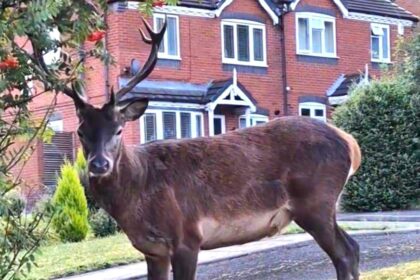 A mum in Cannock was stunned to find a majestic red deer stag on her lawn, munching berries just feet from her door. A magical wildlife encounter that delighted her family.